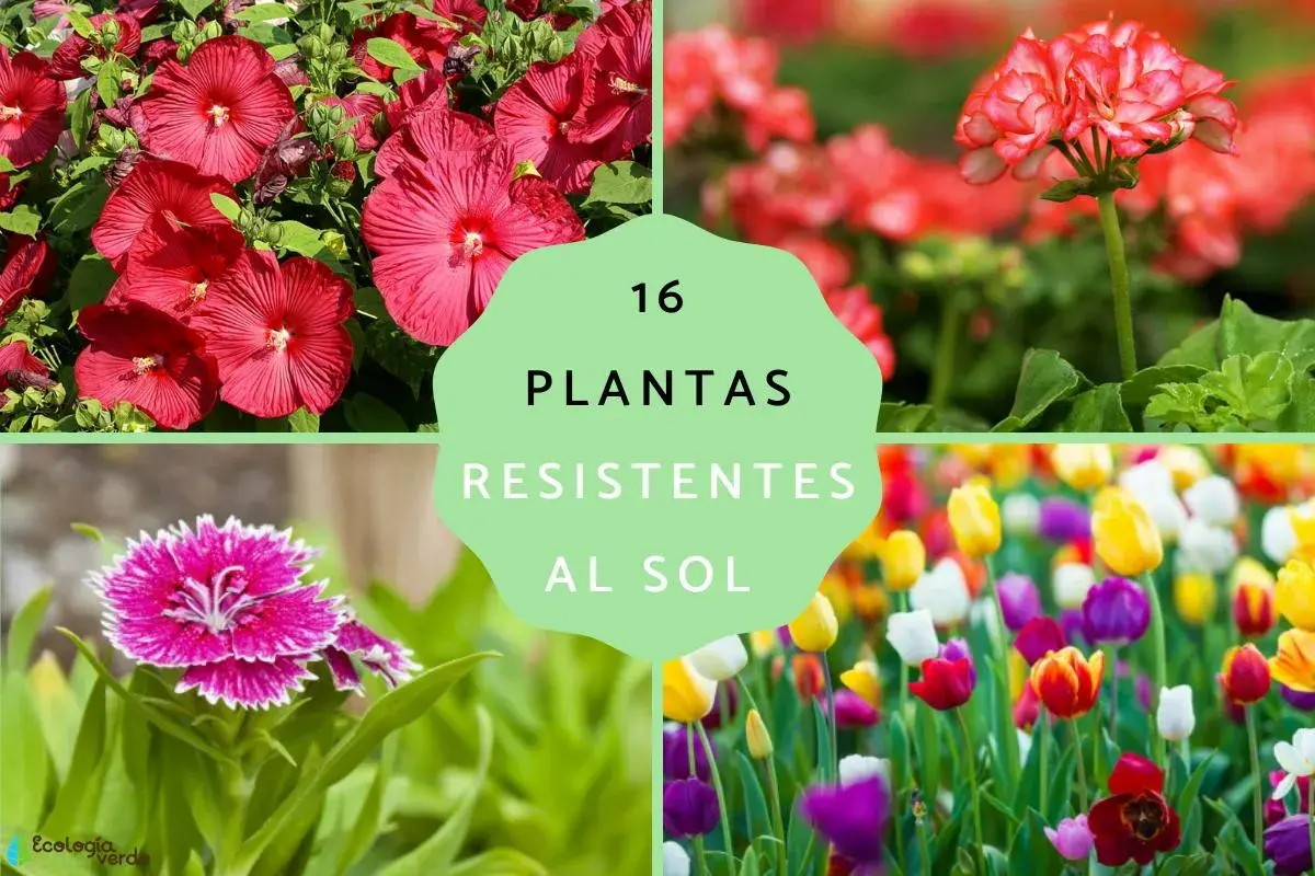 16 plantas resistentes al sol y poca agua: hibiscos rojos, geranios, claveles y tulipanes coloridos.