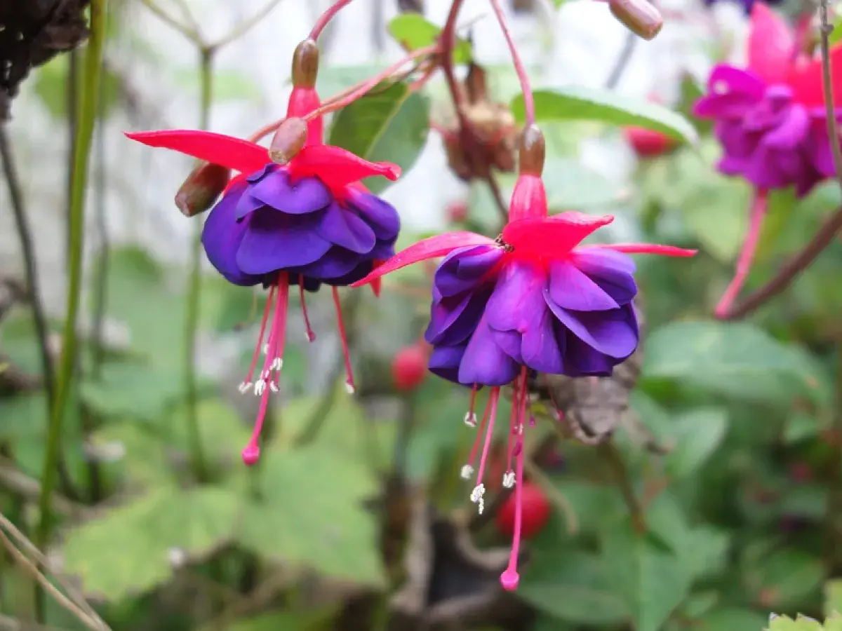 Deux fleurs de fuchsia aux pétales violets et roses vifs pendent gracieusement.
