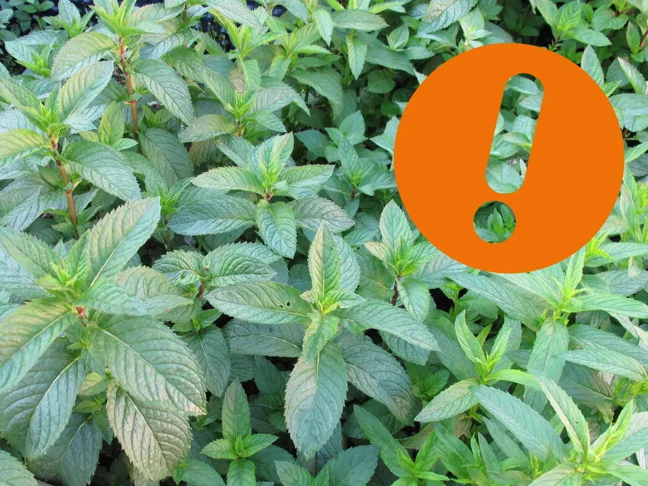 Frische Minzblätter, ideal für pfefferminztee am abend. Ein orangefarbenes Ausrufezeichen hebt die besondere Qualität hervor.