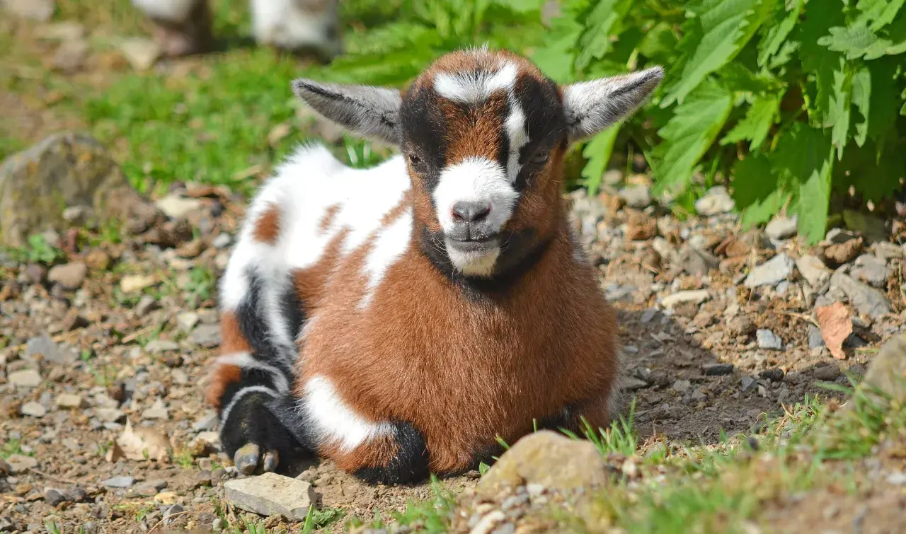 Adorable chèvre extra-toy, un bébé plein de vie, profite du soleil. Sa durée de vie promet de longues aventures.