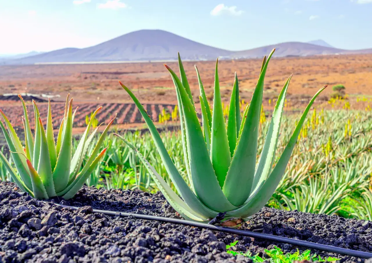 Aloes w doniczce: Gdzie kupić? Wybierz zdrowy egzemplarz!