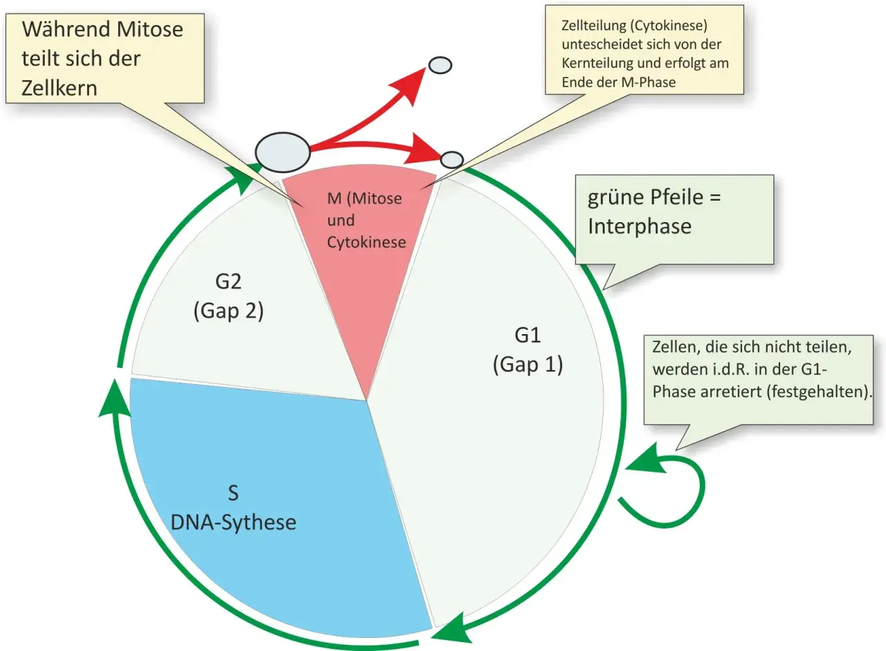 Der Zellzyklus zeigt die Phasen G1, S (DNA-Synthese), G2 und M (Mitose/Cytokinese). Grüne Pfeile markieren die Interphase.