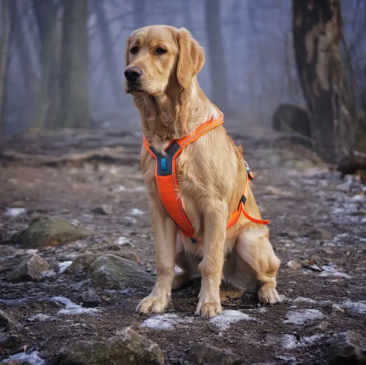 Obroża czy szelki dla golden retrievera – co wybrać, by uniknąć problemów?