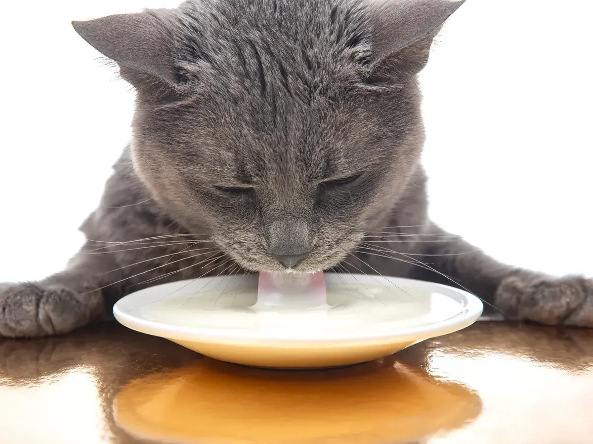 Gato gris bebe leche de un plato blanco.