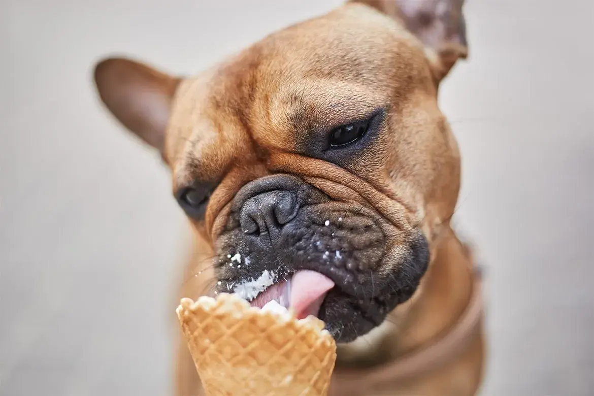 Czy pies może jeść lody? Poznaj ryzyka i bezpieczne zamienniki