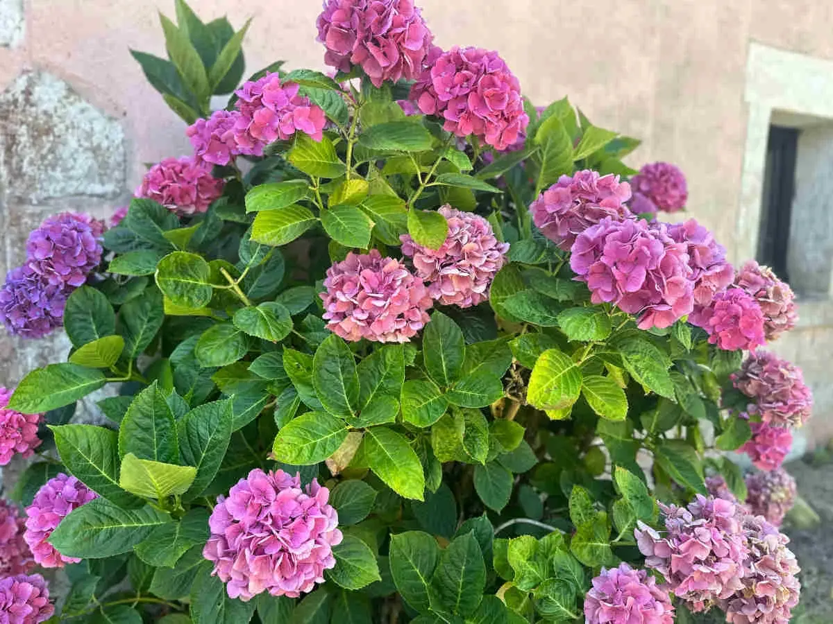 Un buisson d'hortensias aux fleurs roses et violettes, un spectacle pour les yeux. La fleur d'hortensia est magnifique.