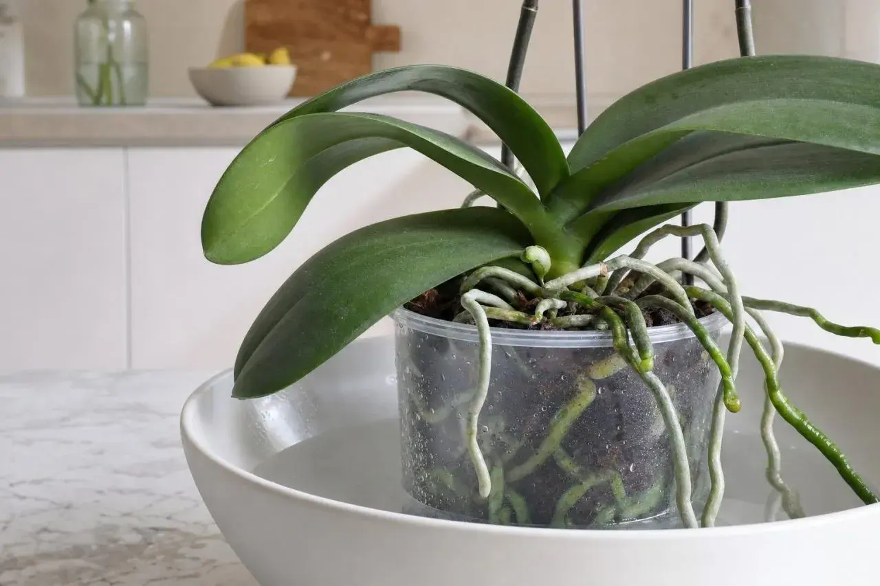 Orchidée en pot transparent trempant dans une soucoupe d'eau. Les racines aériennes indiquent quand arroser une orchidée.