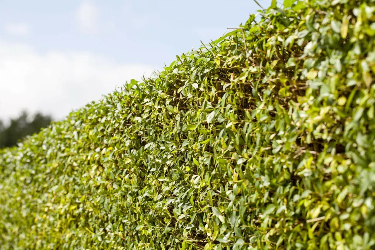 Dichte, grüne Ligusterhecke mit einigen gelblichen Blättern, die auf eine ligusterhecke stirbt ab hinweisen.