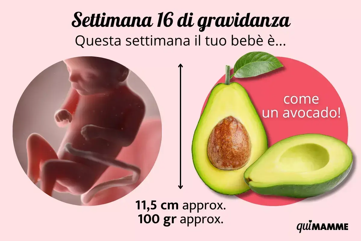 Maschio feto di 16 settimane, grande come un avocado, misura 11,5 cm e pesa circa 100 grammi.