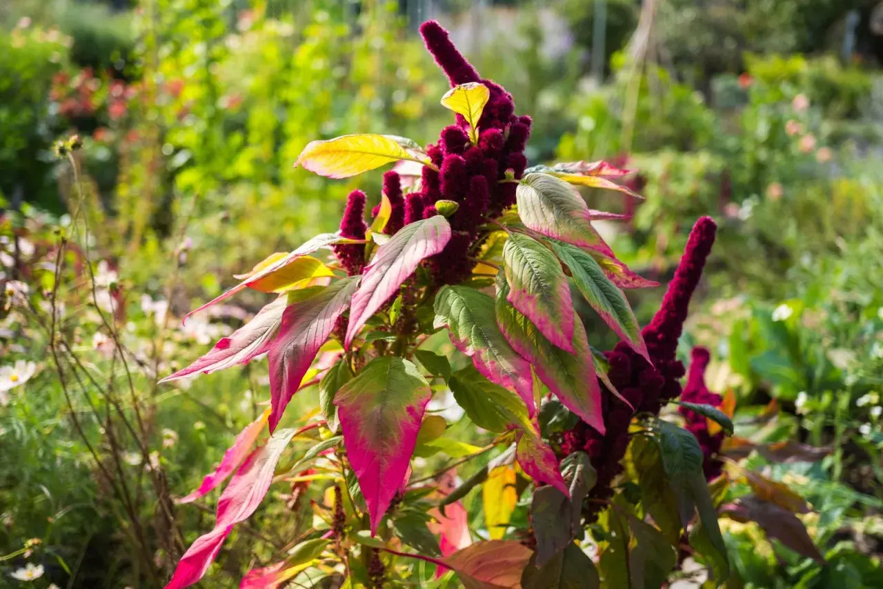 Ein Amaranth-Strauch mit tiefroten Blütenständen und grün-pinken Blättern im Garten. Amaranth anbauen ist eine Freude für jeden Gärtner.