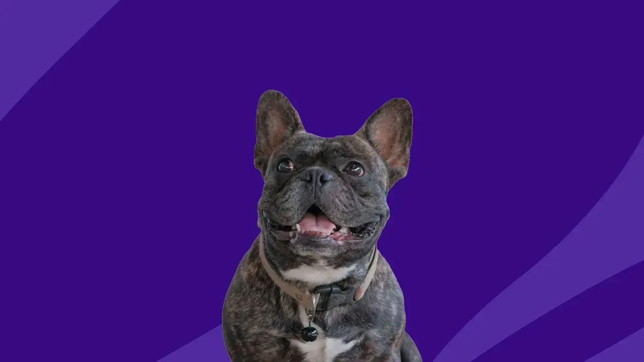 A happy French Bulldog, possibly benefiting from Zyrtec for dogs, smiles with its mouth open against a purple background with abstract shapes.