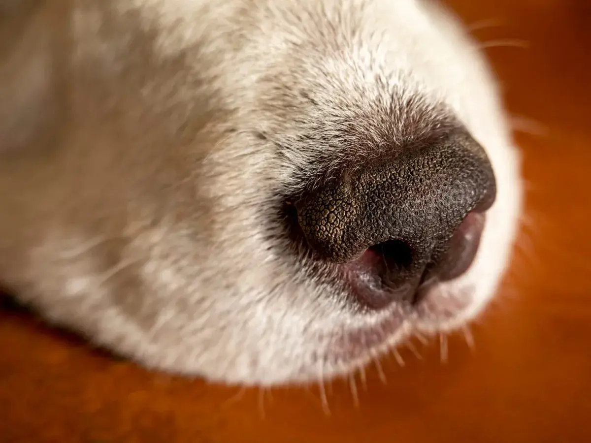 Close-up of a dog's wet nose. This moisture helps dogs smell better, capturing scent particles.