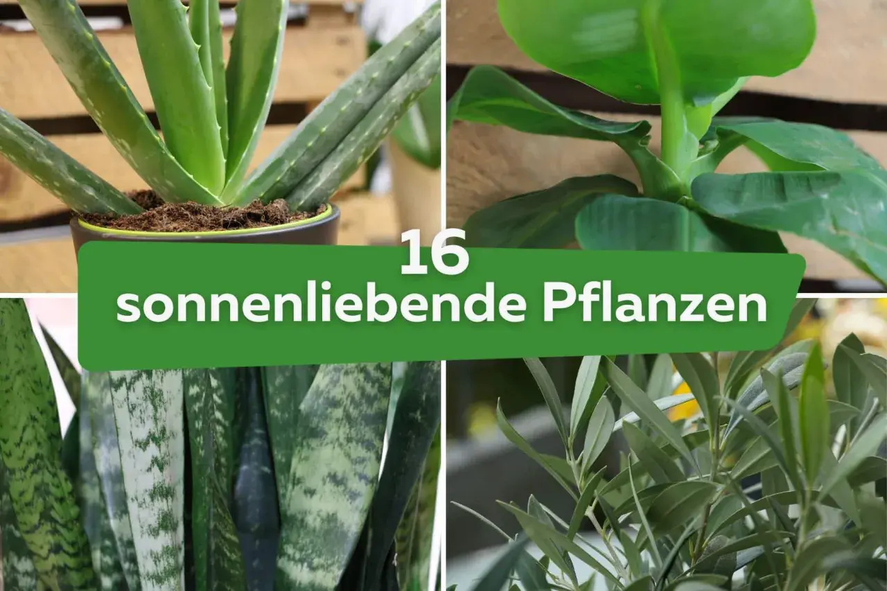 Vier Bilder von Zimmerpflanzen, die einen sonnigen Standort lieben: Aloe Vera, Bogenhanf, Bananenpflanze und Olivenbaum.