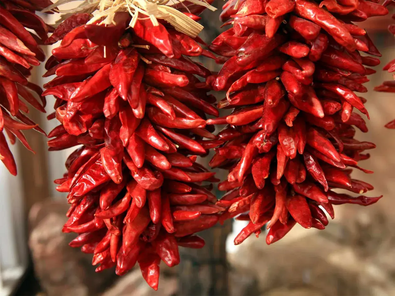 Getrocknete rote Peperoncini hängen in Bündeln. Diese scharfen Chilis, auch Peperoncino genannt, sind ein Muss für würzige Gerichte.