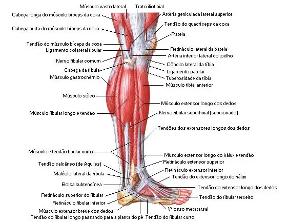 Todo sobre los músculos de la pierna: funciones y anatomía detallada