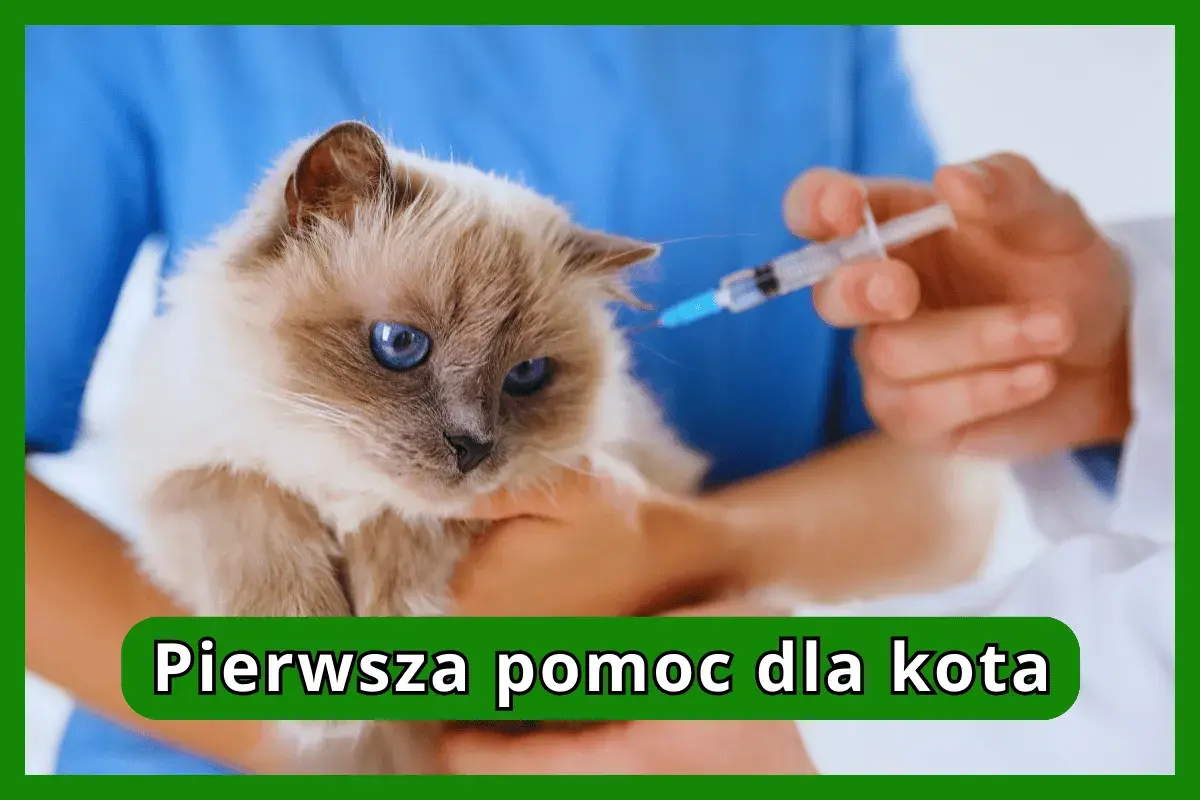 Kot z niebieskimi oczami otrzymuje zastrzyk. Weterynarz podaje leki, aby pomóc w leczeniu otwartych ran u kota.