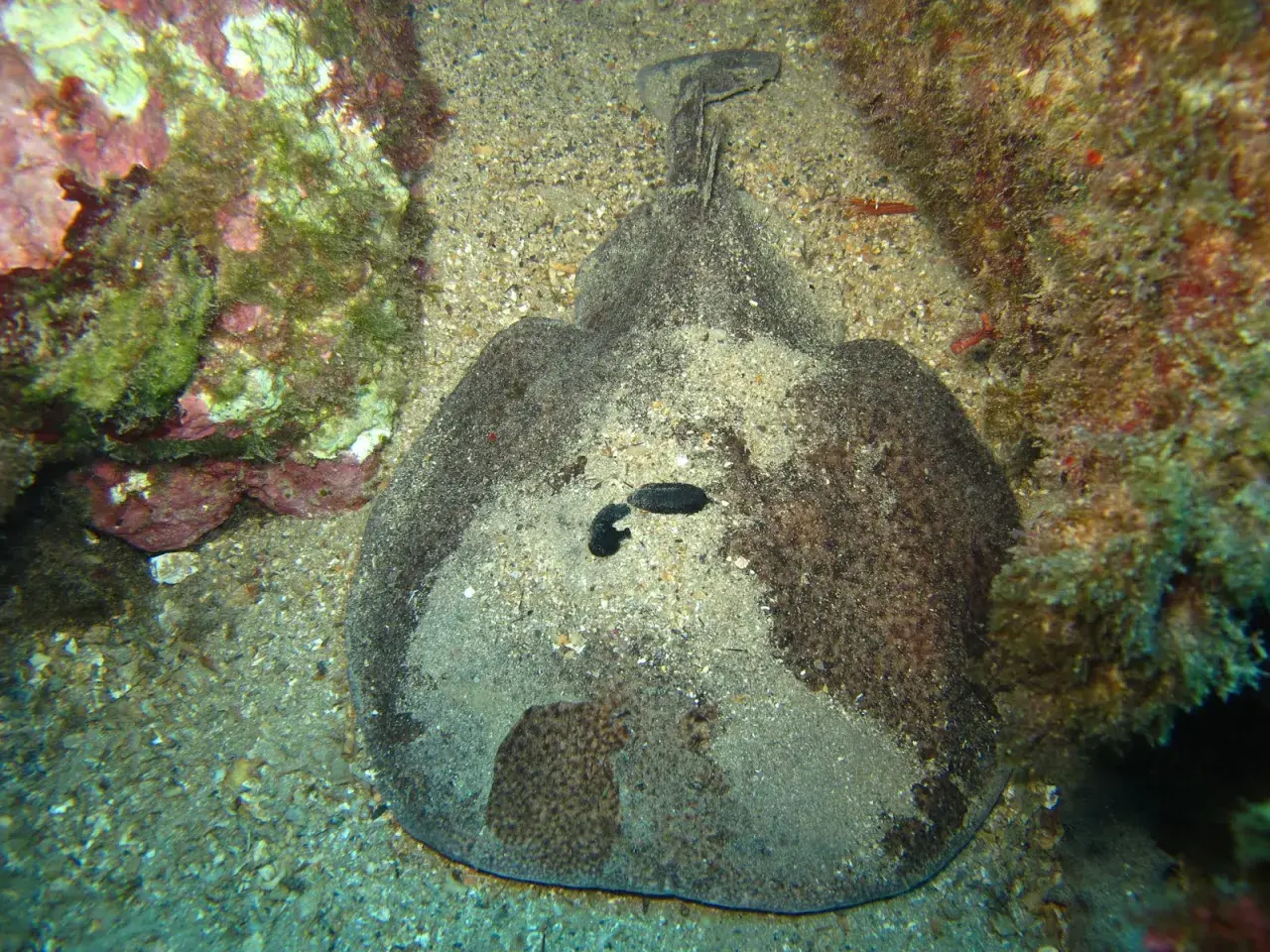 Un pez guitarra camuflado entre los peces de arena, con su cuerpo plano y textura arenosa, se esconde cerca de rocas cubiertas de algas.