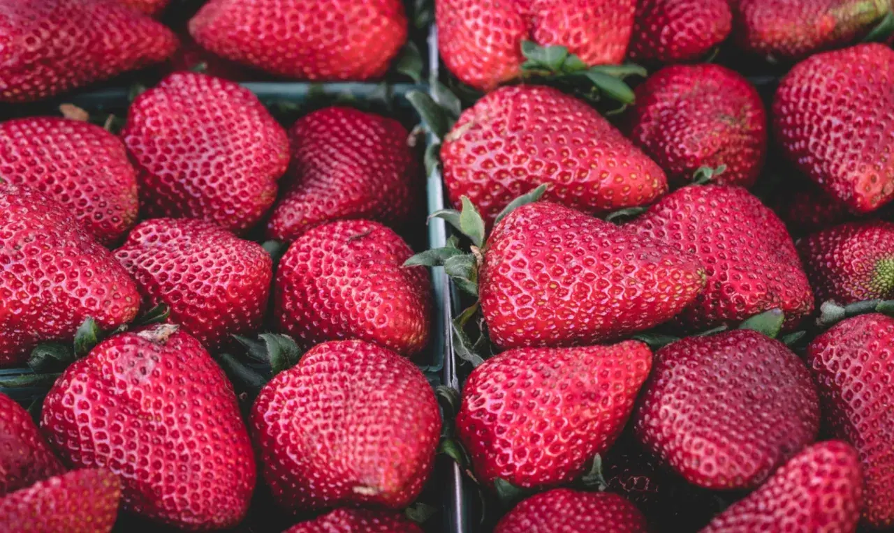 Un mar de fresas rojas y jugosas, un festín para la vista que te hace soñar con fresas.