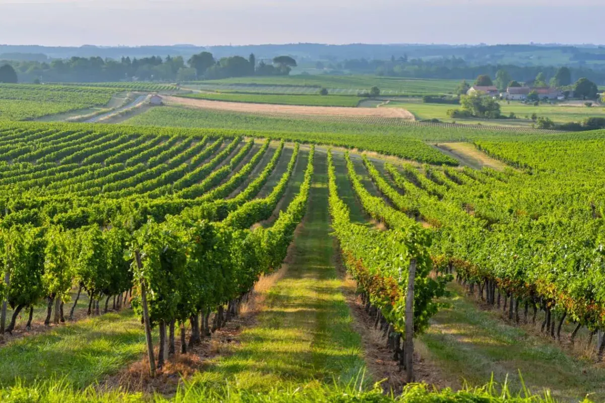 Paysage de vignobles verdoyants à perte de vue, idéal pour un séjour vignoble Bordeaux.
