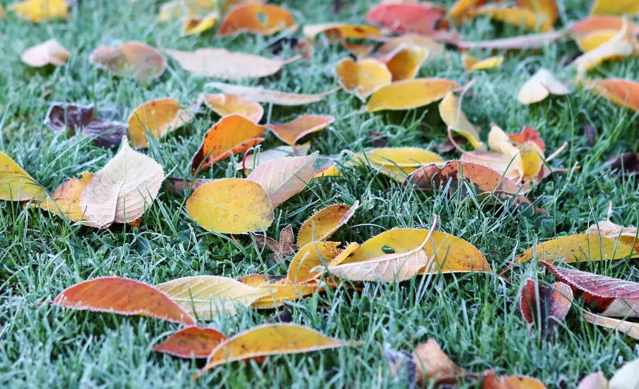 Bunte Herbstblätter liegen auf gefrorenem Gras. Ein Zeichen, dass man das Laub liegen lassen kann, um den Boden zu schützen.