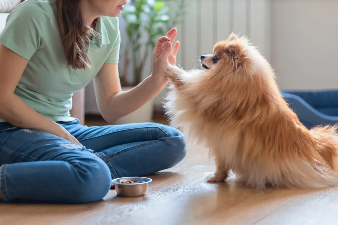 Frau gibt einem Pomeranian High Five beim Hund Training zu Hause. Leckerli-Schale steht bereit.