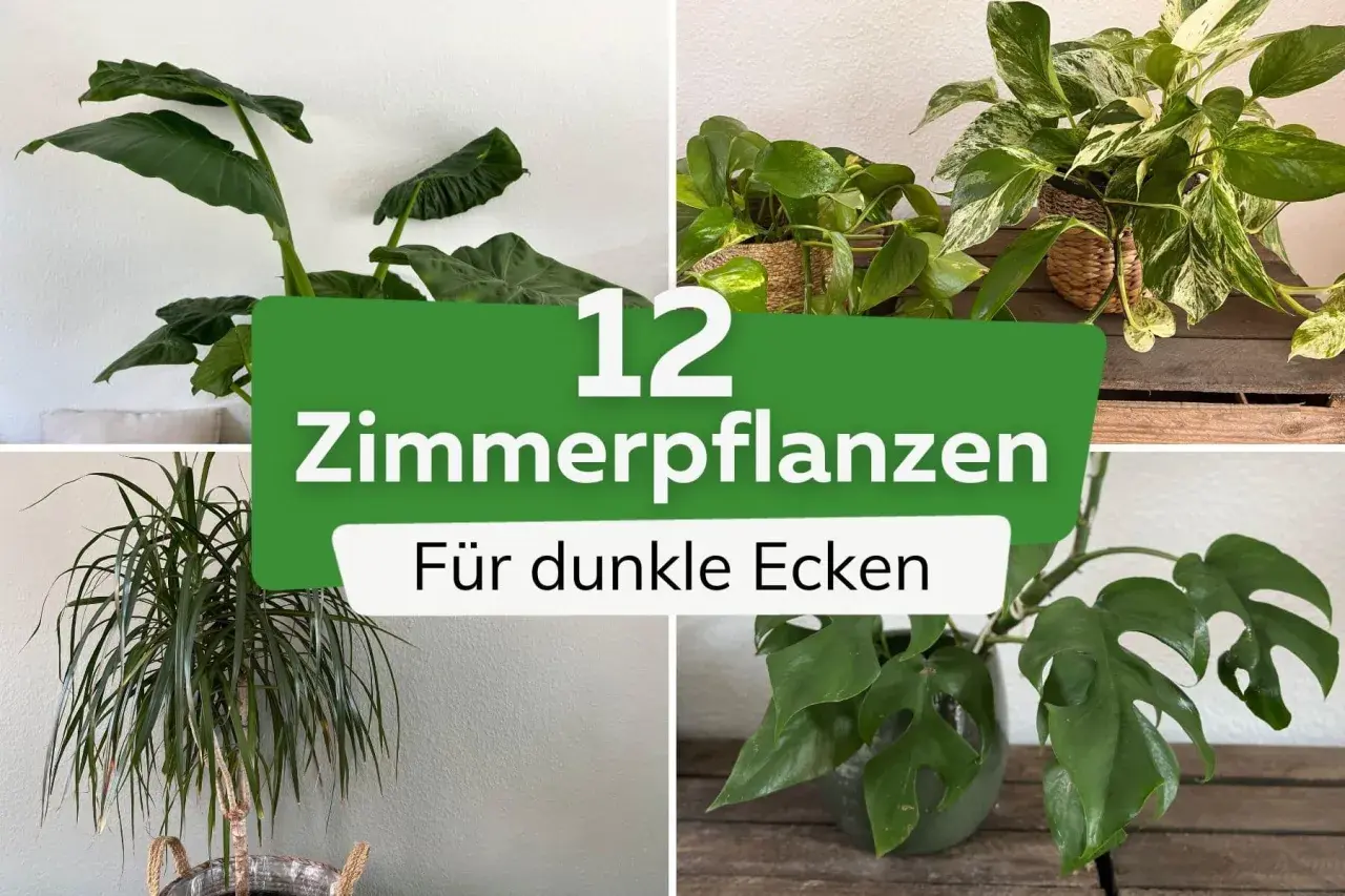 Vier Zimmerpflanzen, die auch ohne viel Licht gedeihen. Perfekt für dunkle Ecken.