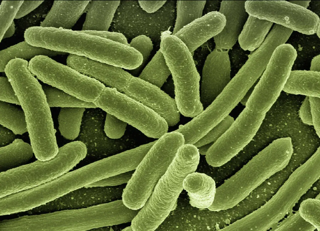 Lactobacillus w pochwie: 5 najważniejszych szczepów