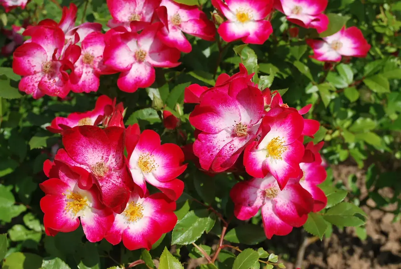 Un bouquet de roses aux pétales bicolores, rouge vif et blanc, évoquant les noms de roses célèbres. Leurs cœurs jaunes contrastent avec le feuillage vert.