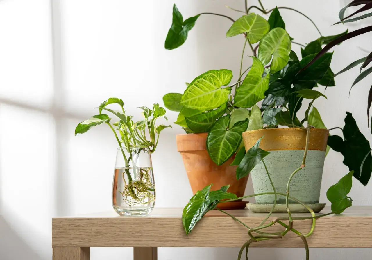 Syngonium rozmnażanie: sadzonka z korzeniami w szklance obok dwóch doniczek z roślinami.