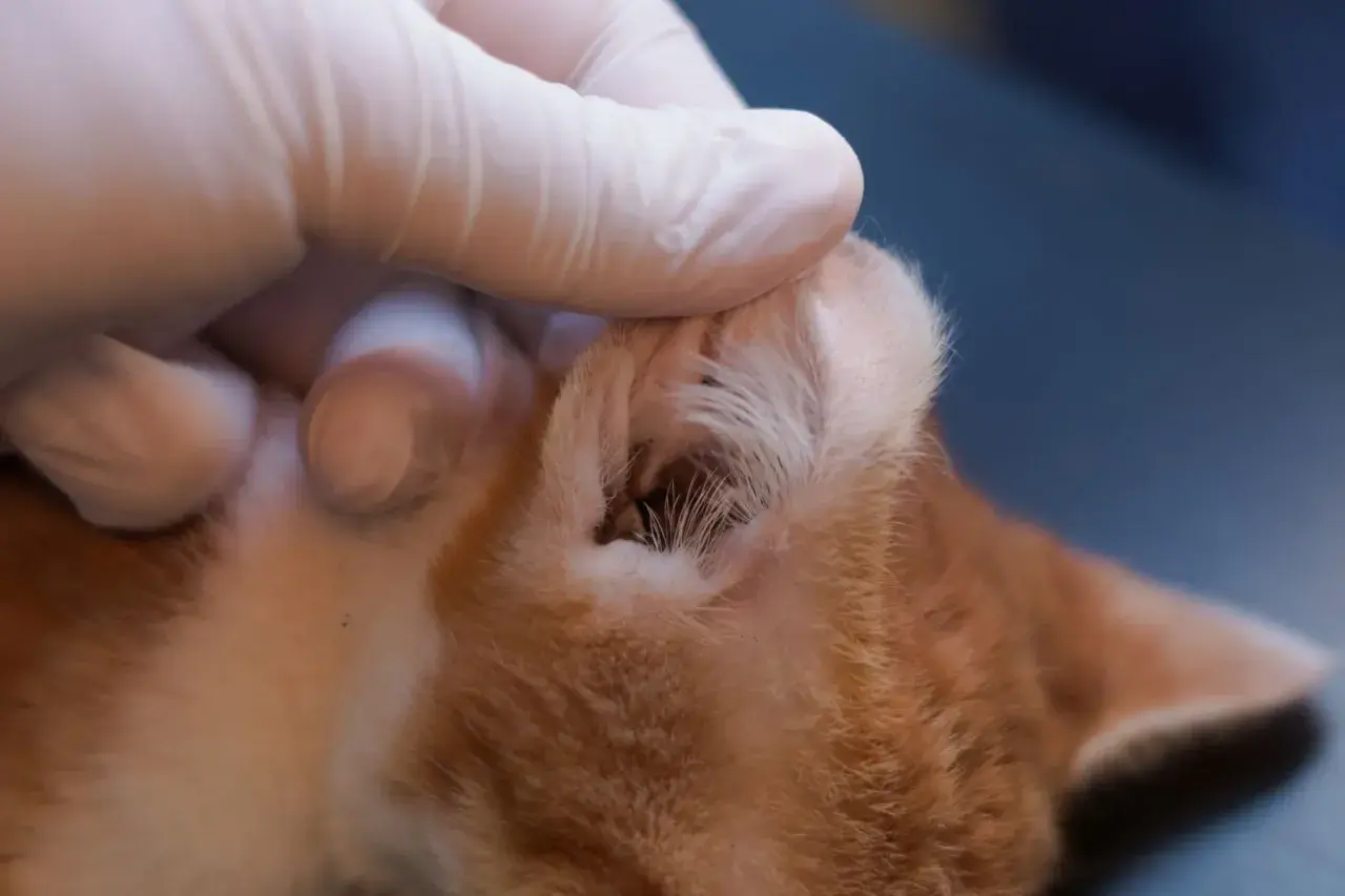 Tierarzt untersucht das Ohr einer Katze, möglicherweise wegen eines Vestibularsyndroms. Ein kleiner dunkler Punkt ist im Gehörgang sichtbar.