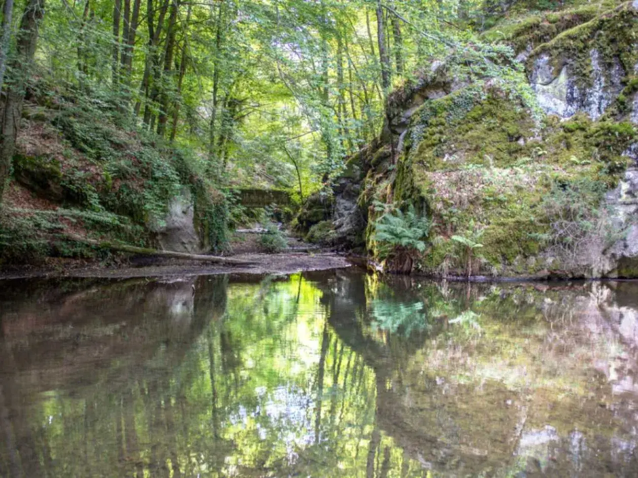Riflessi verdi nell'acqua di un ruscello nella faggeta del Monte Amiata, tra rocce muschiose e alberi rigogliosi.