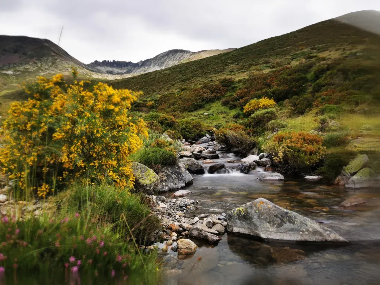 Arroyo cristalino serpentea entre rocas y vegetación, ideal para rutas montaña palentina. Flores amarillas y moradas adornan el paisaje.