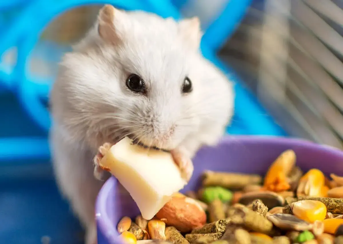Un hámster blanco come un trozo de queso, mostrando lo que comen los hámsters: una mezcla de semillas y pellets en un cuenco morado.
