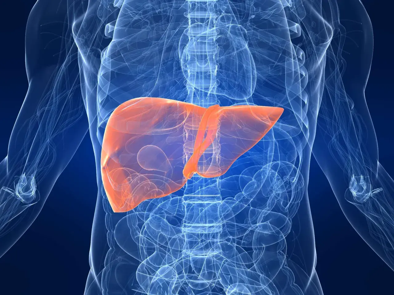 Leber in orange hervorgehoben, um fettleber symptome zu veranschaulichen. Anatomische Darstellung des menschlichen Körpers.