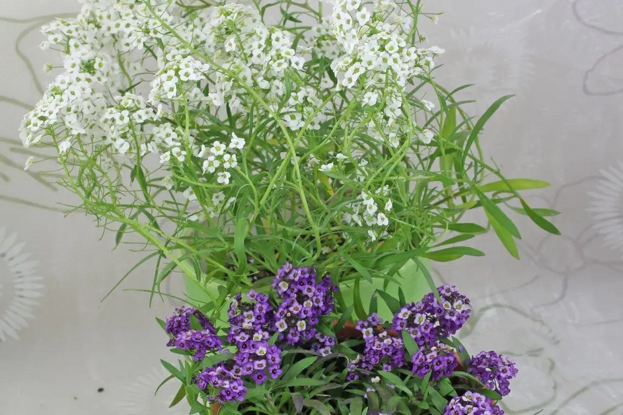Zwei Töpfe mit Lobularia maritima, gefüllt mit duftenden weißen und violetten Blüten, die einen Hauch von Frühling versprühen.
