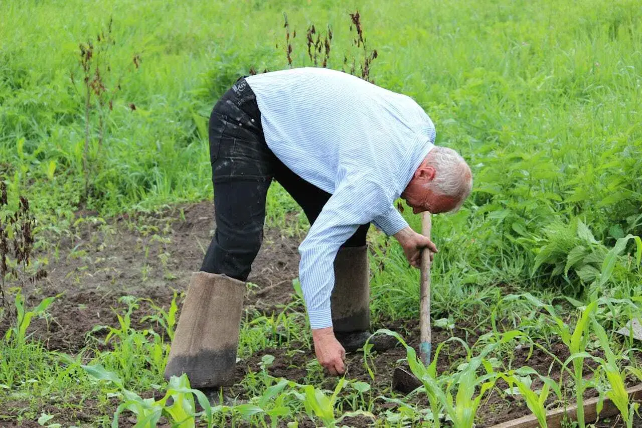 Un contadino lavora la terra con una zappa, praticando l'agricoltura sintropica per un raccolto rigoglioso.