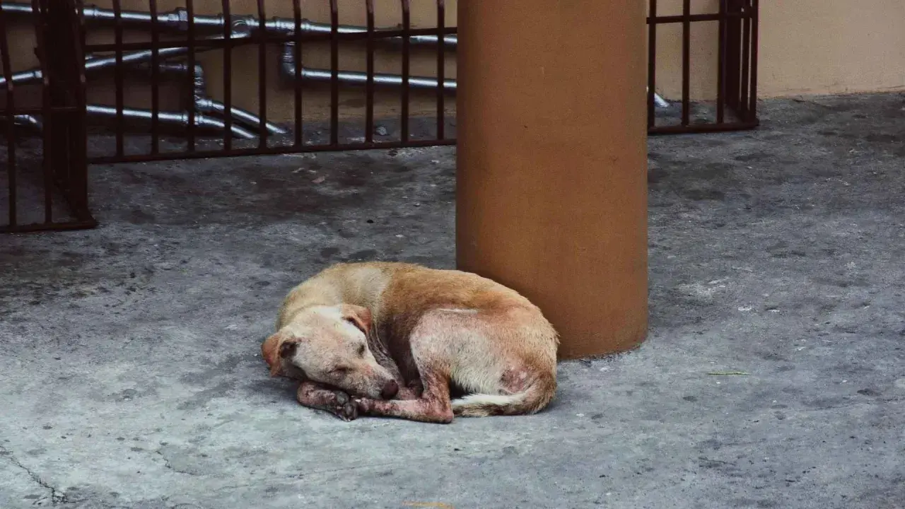 Un perro abandonado duerme acurrucado en el suelo. Si te encuentras un perro abandonado, busca ayuda.