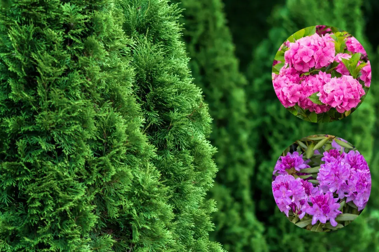 Zielona tuja tworzy tło dla okrągłych wstawek z różową hortensją i fioletowym rododendronem.