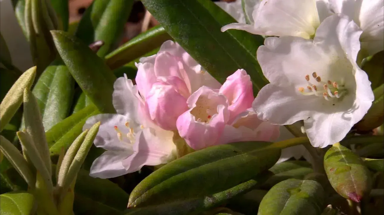 En vacker azaleabuske med rosa och vita blommor.