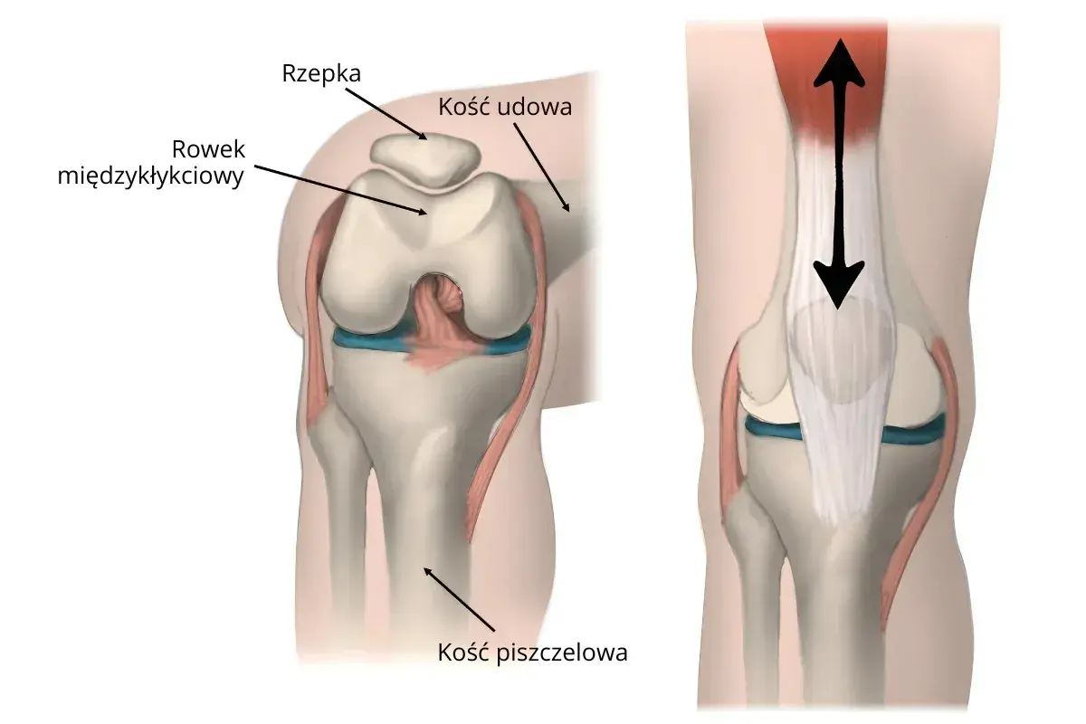 Ilustracja anatomiczna kolana z zaznaczoną rzepką, kością udową i piszczelową.