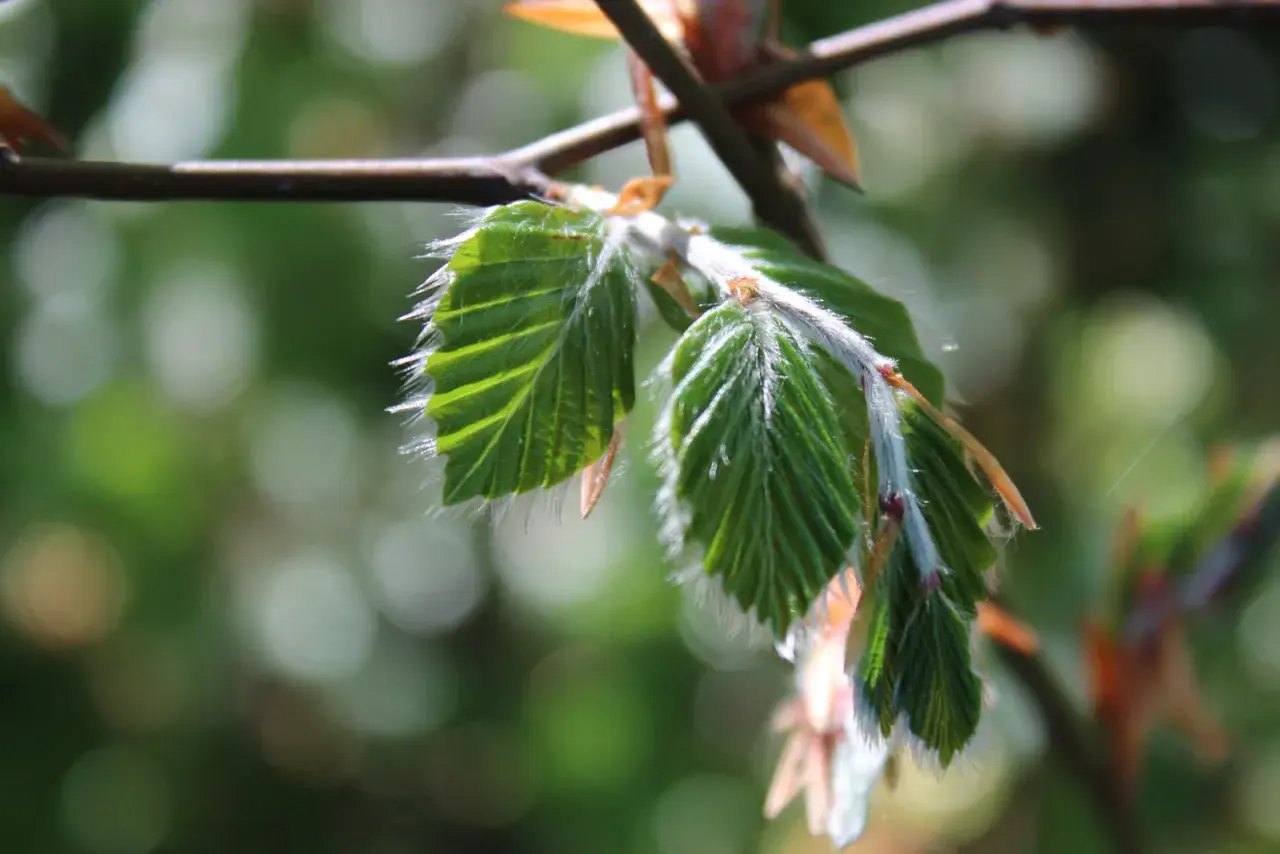 Nya, ludna blad på en gren. Dessa buskar som trivs i skugga visar upp sina späda gröna blad.