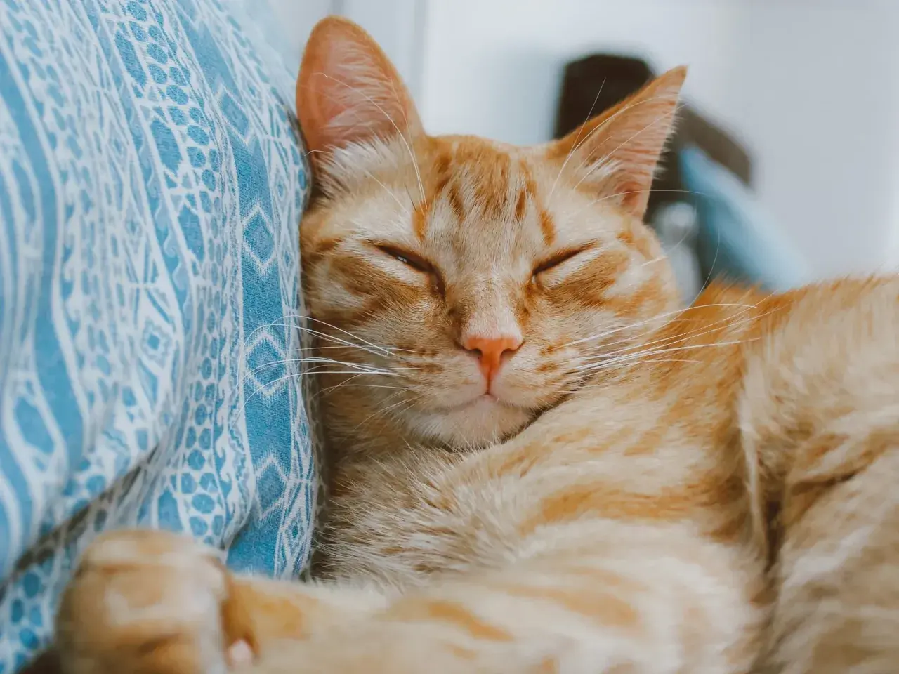 An orange tabby cat sleeps peacefully on a blue patterned blanket. When a cat purrs, it often means contentment and relaxation.