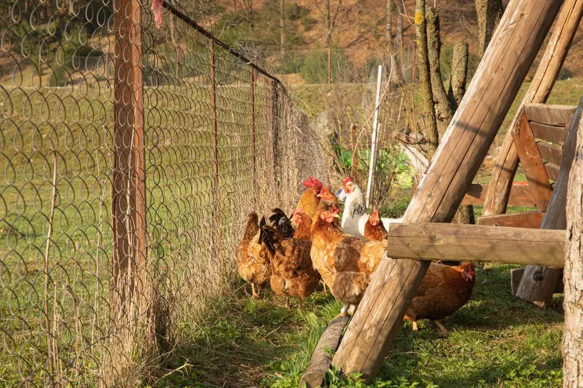 Kury pasą się na trawie, blisko płotu. Odległość kurnika od płotu sąsiada jest niewielka, co widać po bliskości kur do ogrodzenia.
