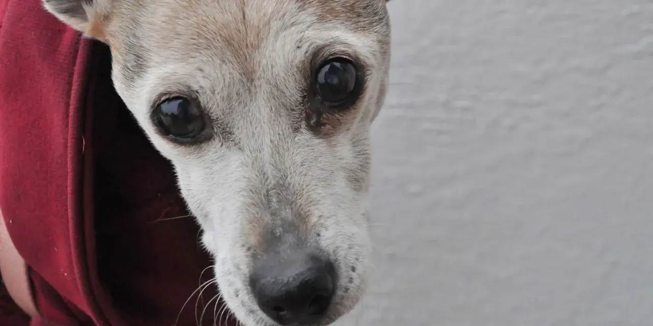 Primer plano de un perro mayor con ojos oscuros y pelaje grisáceo, posiblemente mostrando signos de demencia senil en perros.
