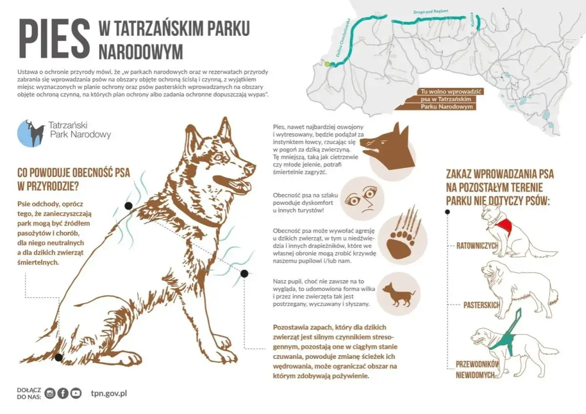 Pies w Tatrzańskim Parku Narodowym - zasady wprowadzania psów, zagrożenia dla dzikiej fauny i turystów. Wyjątki: psy ratownicze, pasterskie i przewodnicy niewidomych.