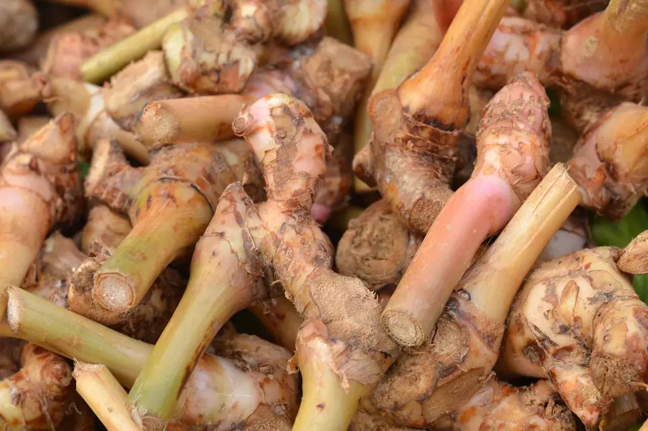 Kłącza galangalu, przyprawy o korzennym aromacie. Co to jest galangal? To aromatyczny korzeń, który dodaje potrawom egzotycznego smaku.