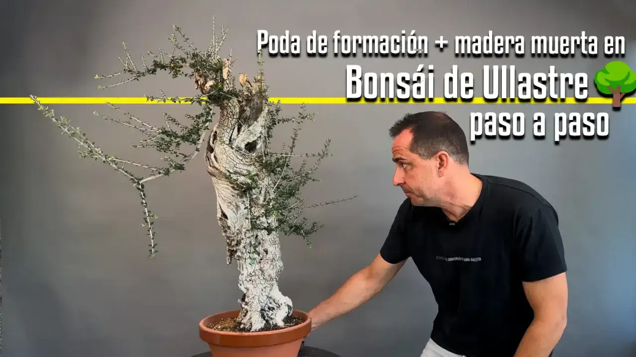 Hombre trabajando en un bonsái de ullastre, mostrando la poda de formación y la madera muerta. La **madera de acebuche** se transforma en arte.