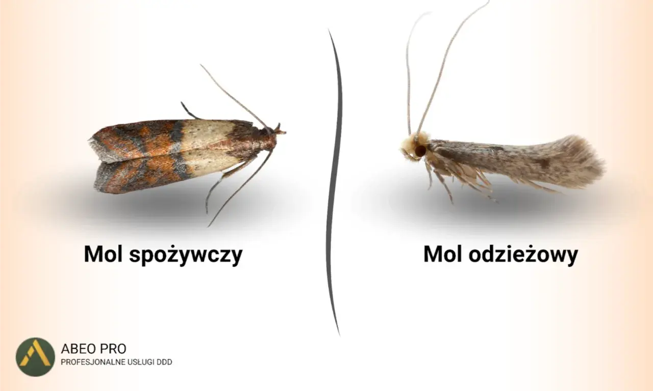 Mol spożywczy i odzieżowy – dwa rodzaje nocnych motyli, które mogą zagrażać Twoim zapasom i garderobie.