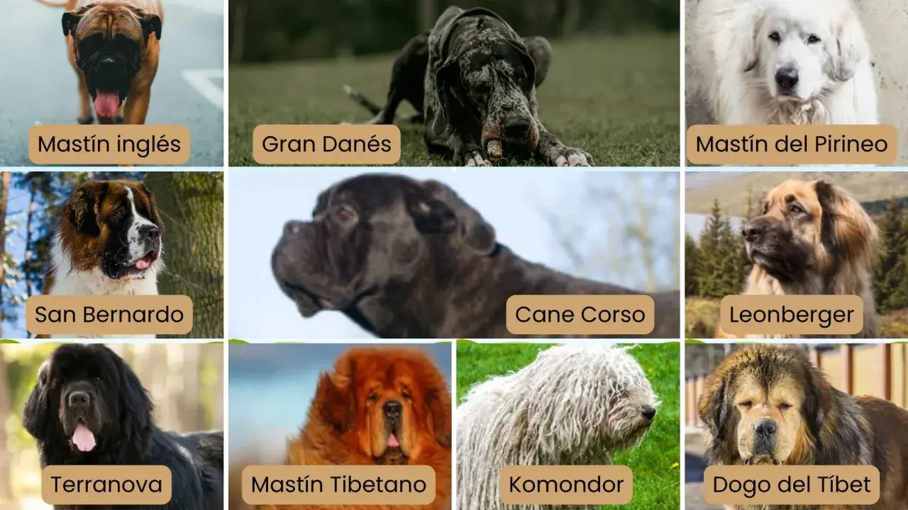 Nombres de razas de perros grandes: Mastín inglés, Gran Danés, San Bernardo, Mastín del Pirineo, Cane Corso, Leonberger, Terranova, Mastín Tibetano, Komondor, Dogo del Tíbet.