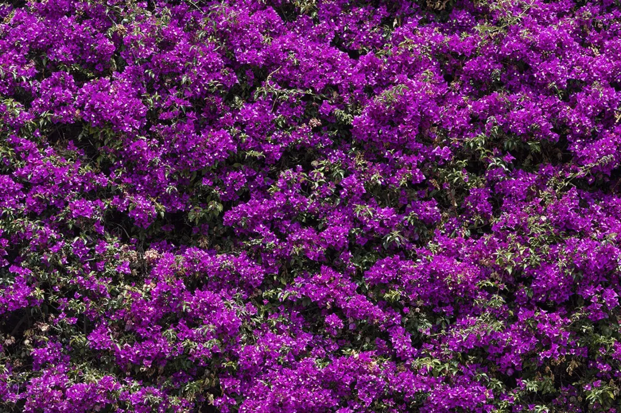 Dichte, leuchtend violette Bougainvillea bedeckt eine Wand. Vorsicht: Bougainvillea giftig für Haustiere.